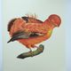 Old board - Rooster of Guyana - Vintage zoological and ornithological illustration - Bird