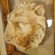 Antique gilded frame with stone lion head ornament on plexiglass