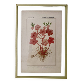 Botanical plate