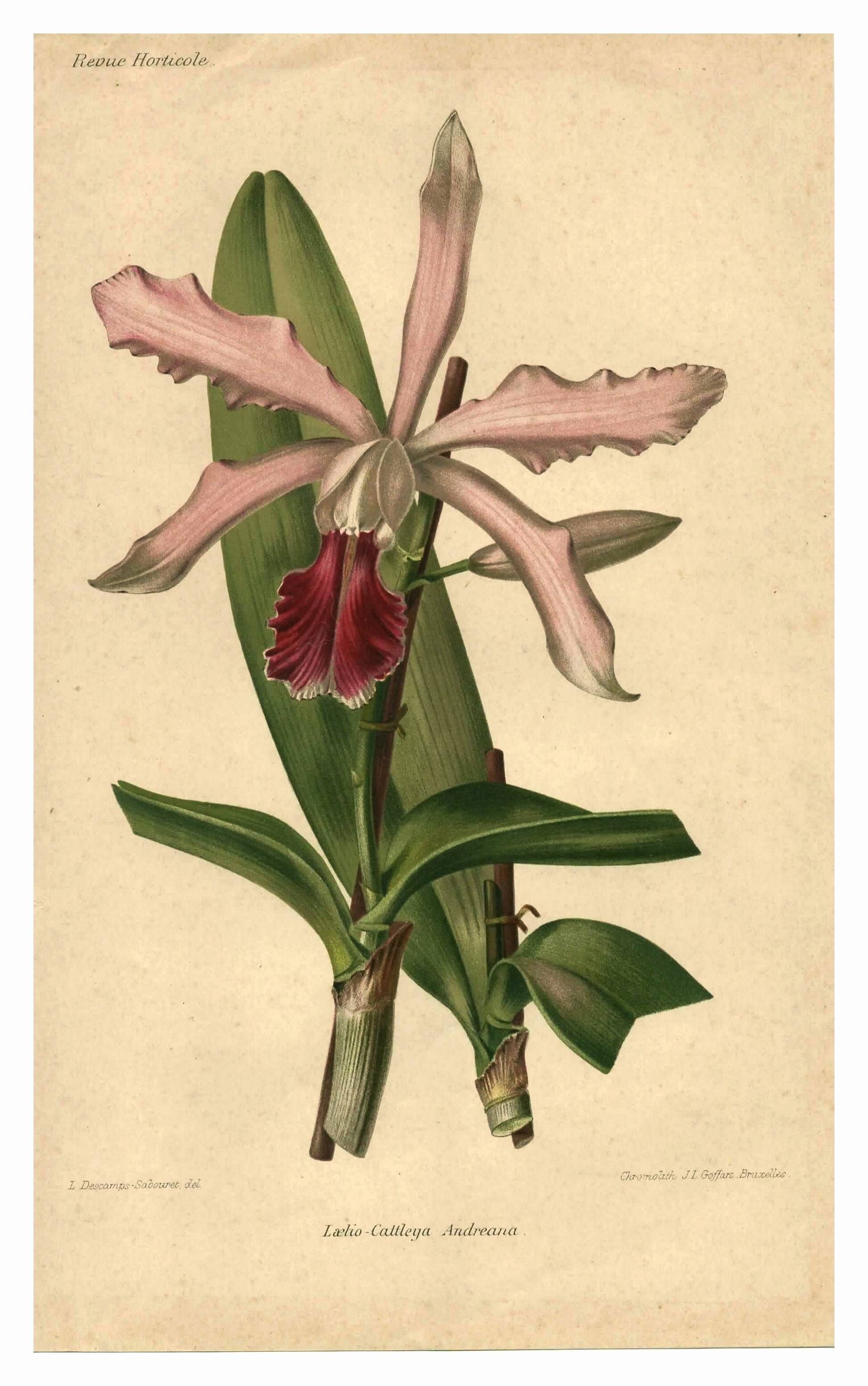Botanical engraving from 1896 by Descamps-Sabouret • Lælio-Cattleya d'André • Old lithograph