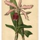 Botanical engraving from 1896 by Descamps-Sabouret • Lælio-Cattleya d'André • Old lithograph