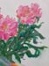 Bouquet of peonies alla prima