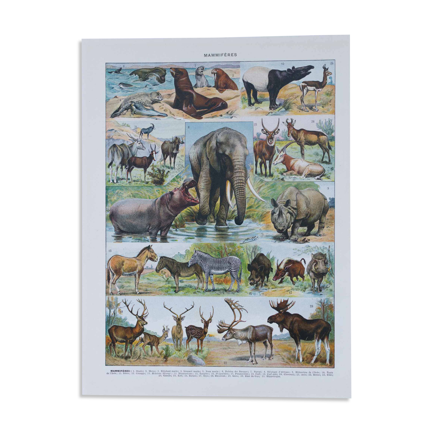 Original plate from 1930: exotic and wild mammals, biodiversity