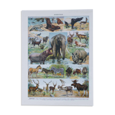 Original plate from 1930: exotic and wild mammals, biodiversity