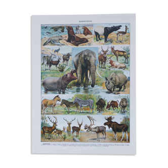 Original plate from 1930: exotic and wild mammals, biodiversity