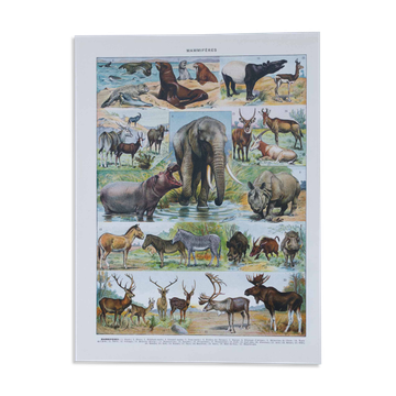 Original plate from 1930: exotic and wild mammals, biodiversity