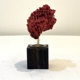 Corail rouge naturel ancien sur socle en bois d' ébène cabinet de curiosités