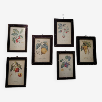 6 botanical frames