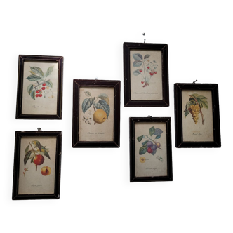 6 botanical frames