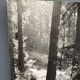 Bernard Darot film photograph, Flow of light in the forest, Nantes Club