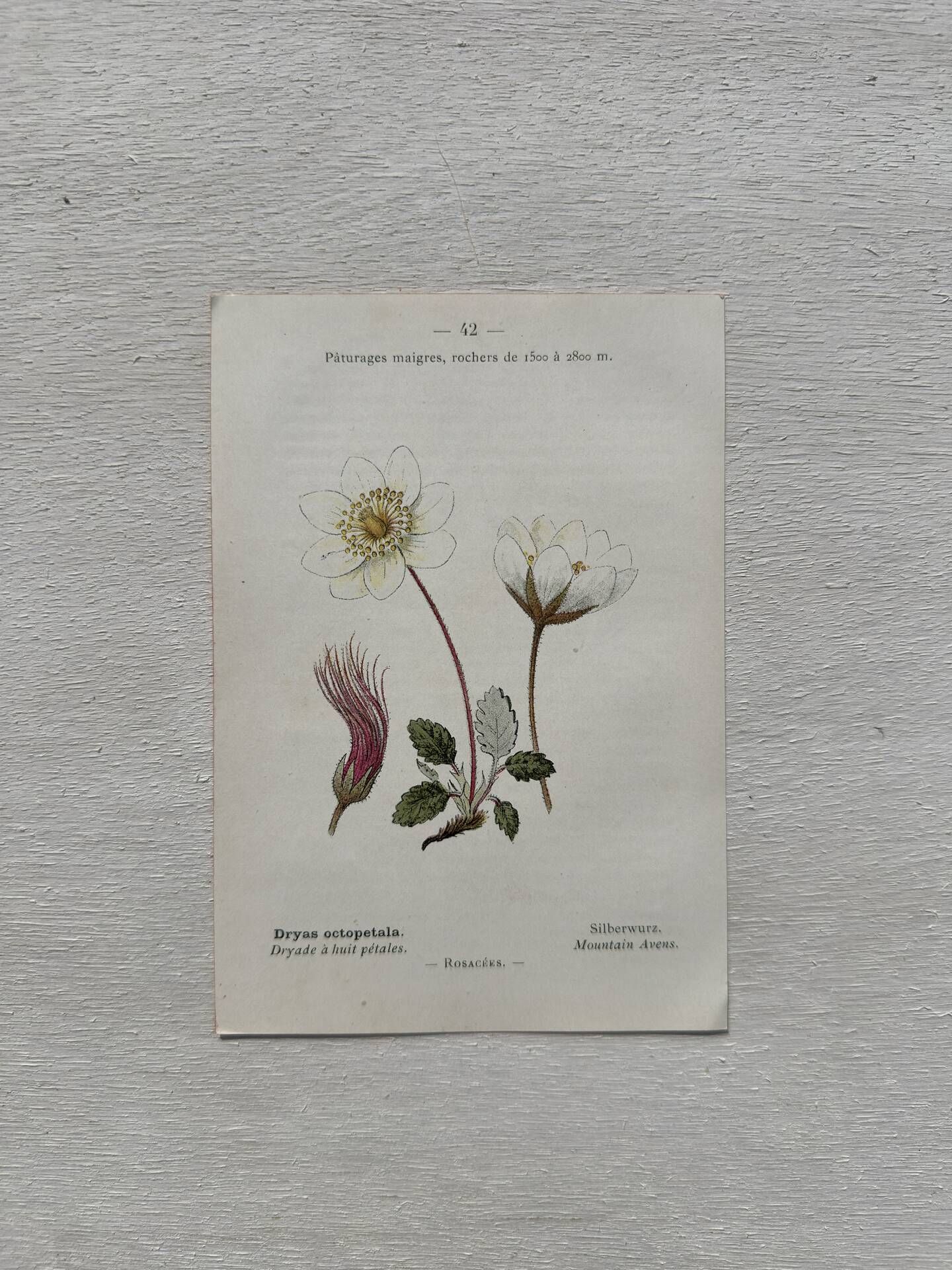 Botanical Plate 1800 Old Naturalist Engraving 19th Century Double-Sided