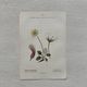 Botanical Plate 1800 Old Naturalist Engraving 19th Century Double-Sided