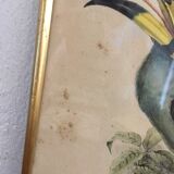Ornithological Board "Pteroglossus hypoglaucus" J&EGould
