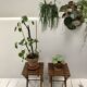 Lot de deux tables d'appoint