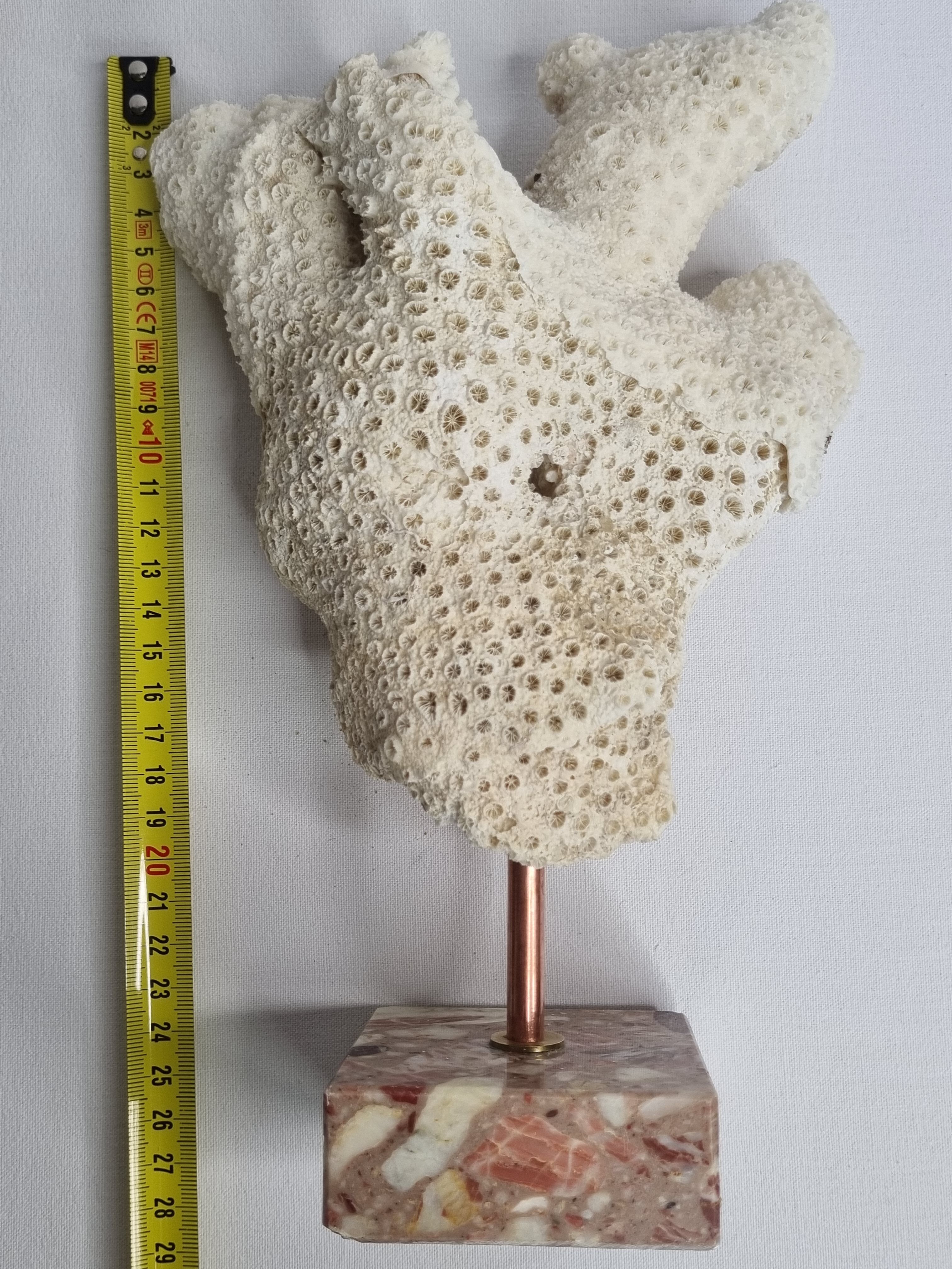 Old white coral branch on pedestal, 27 cm