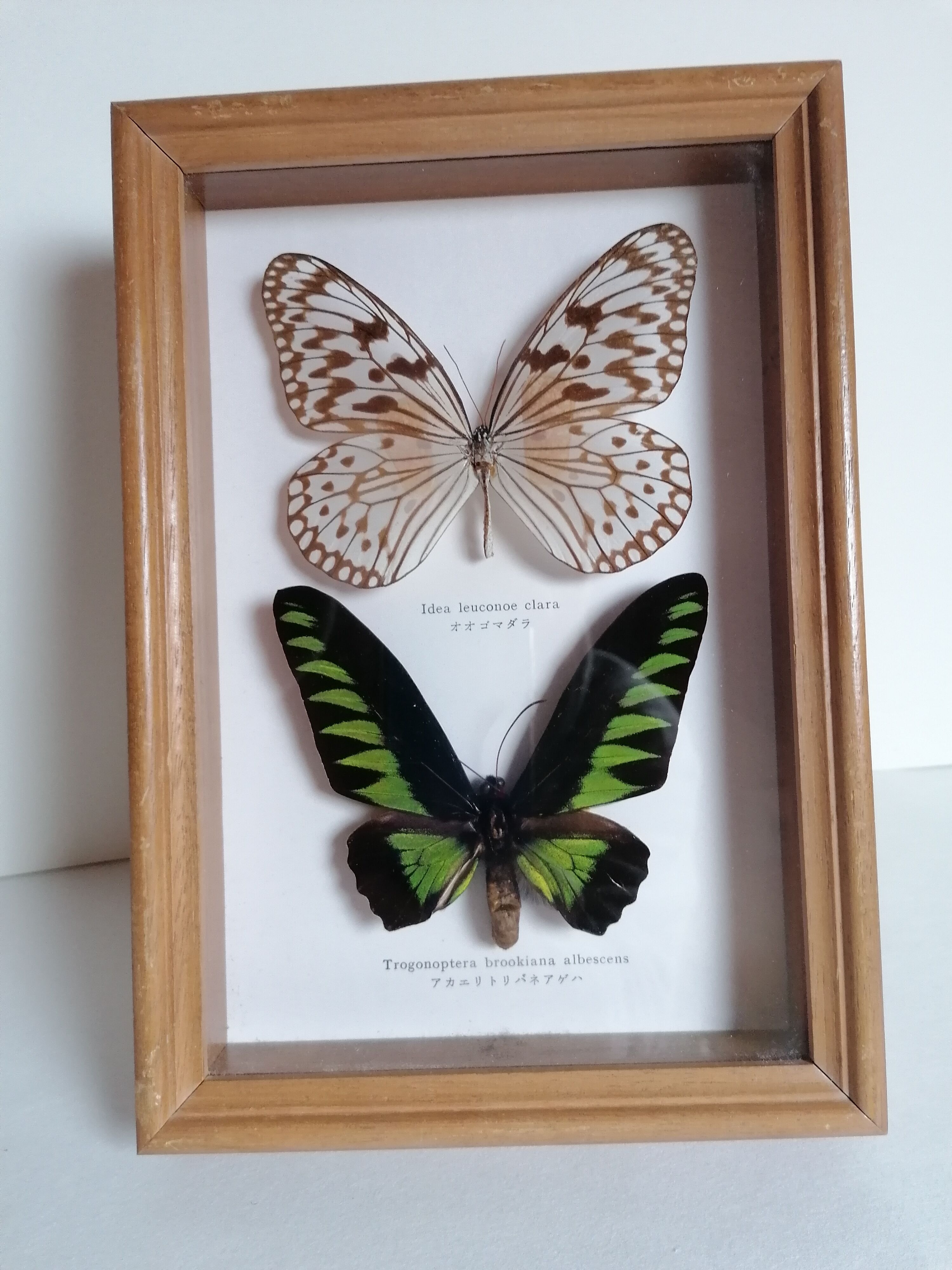 Butterflies taxidermy