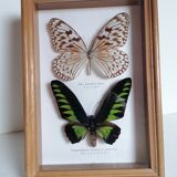 Butterflies taxidermy