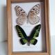 Papillons taxidermie