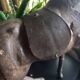 Old leather horse toy