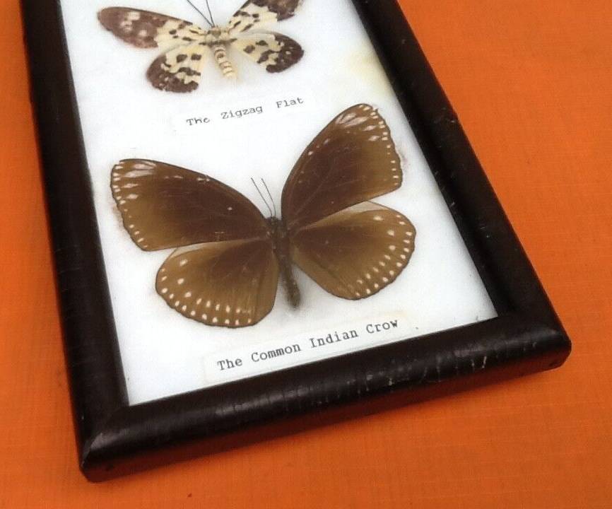 Cabinet de curiosités d’ Entomologie
