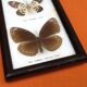 Cabinet de curiosités d’ Entomologie