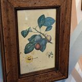 Set of three small framed fruit prints
