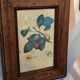 Set of three small framed fruit prints