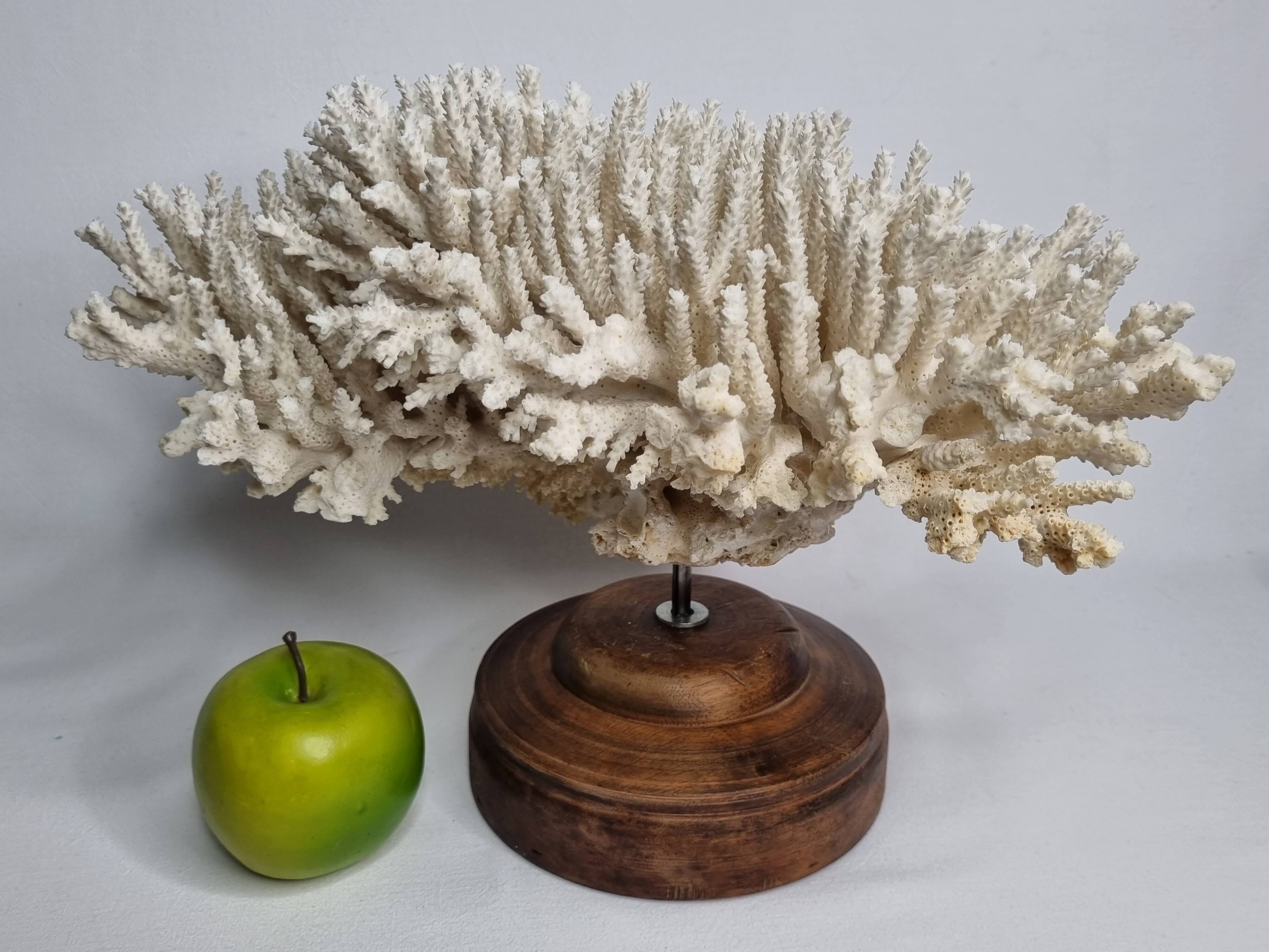 Antique natural white coral on turned wooden base 41 cm