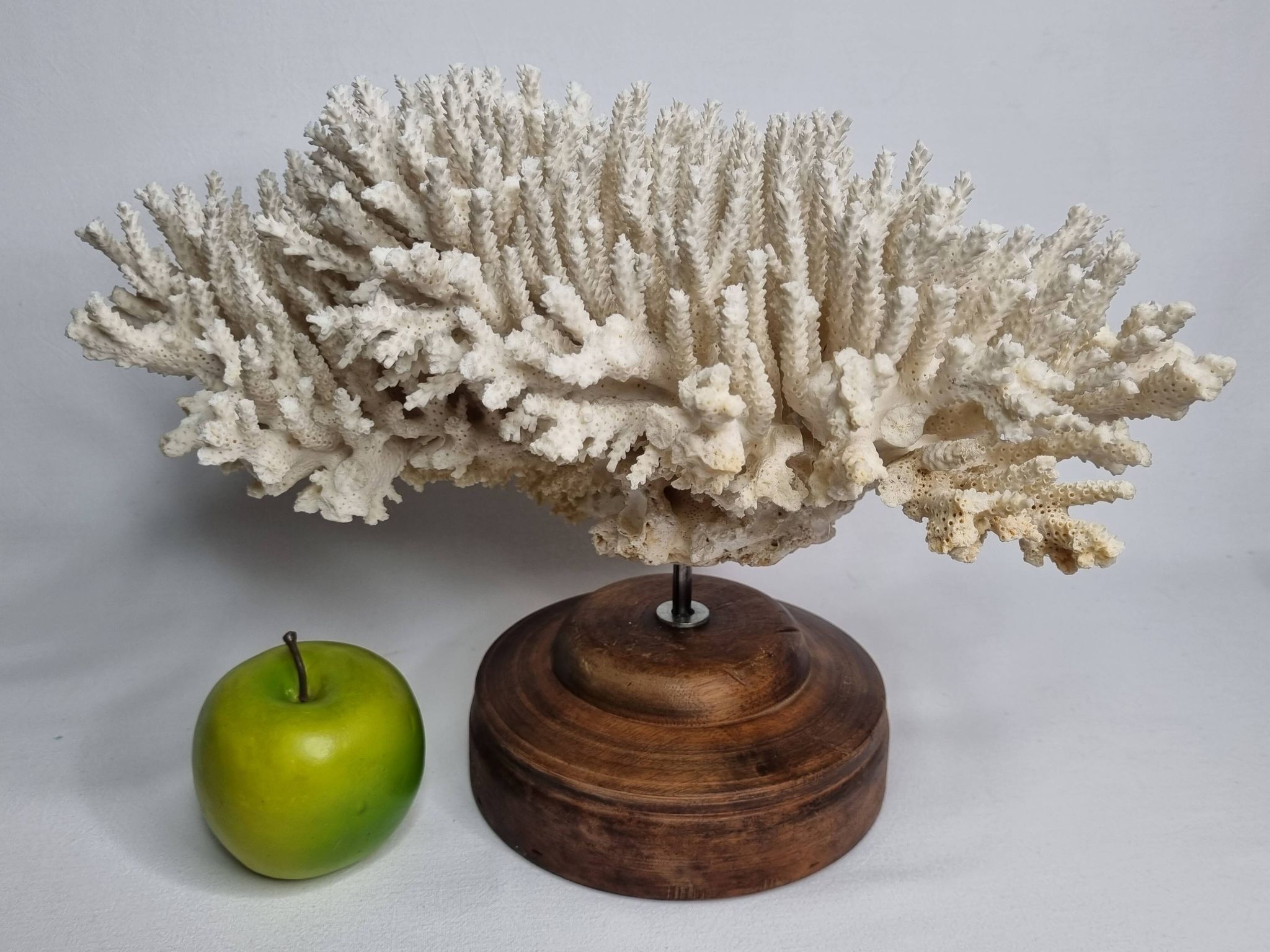 Ancien corail naturel blanc sur socle en bois tourné 41 cm