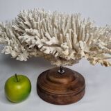 Ancien corail naturel blanc sur socle en bois tourné 41 cm