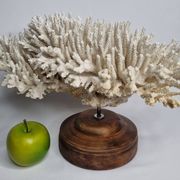 Ancien corail naturel blanc sur socle en bois tourné 41 cm