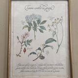 Tisane botanical plank against the flu