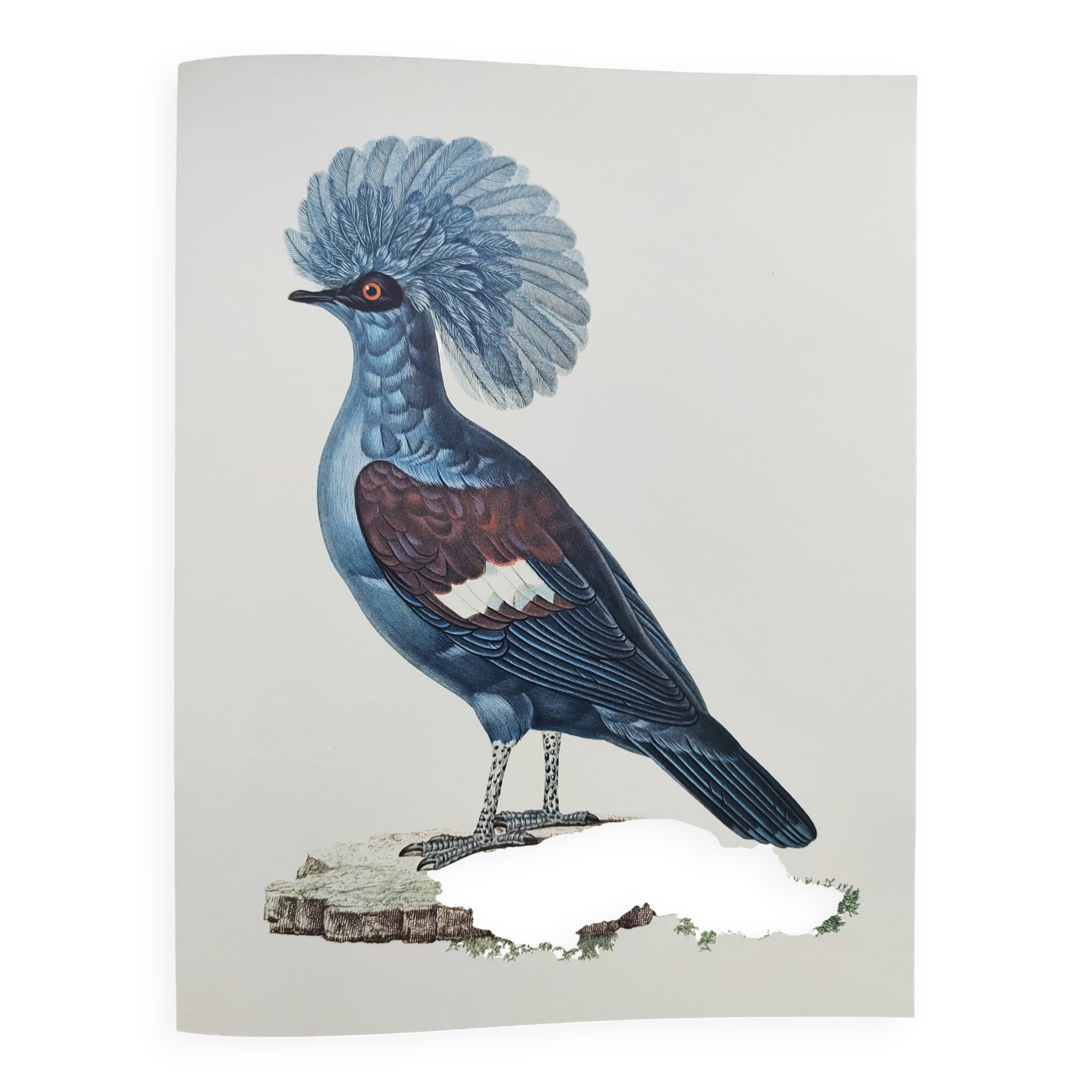 Old plate - Crowned Goura - Vintage zoological and ornithological illustration from 1970 - Bird