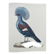 Old plate - Crowned Goura - Vintage zoological and ornithological illustration from 1970 - Bird