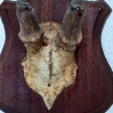 Hunting Trophy