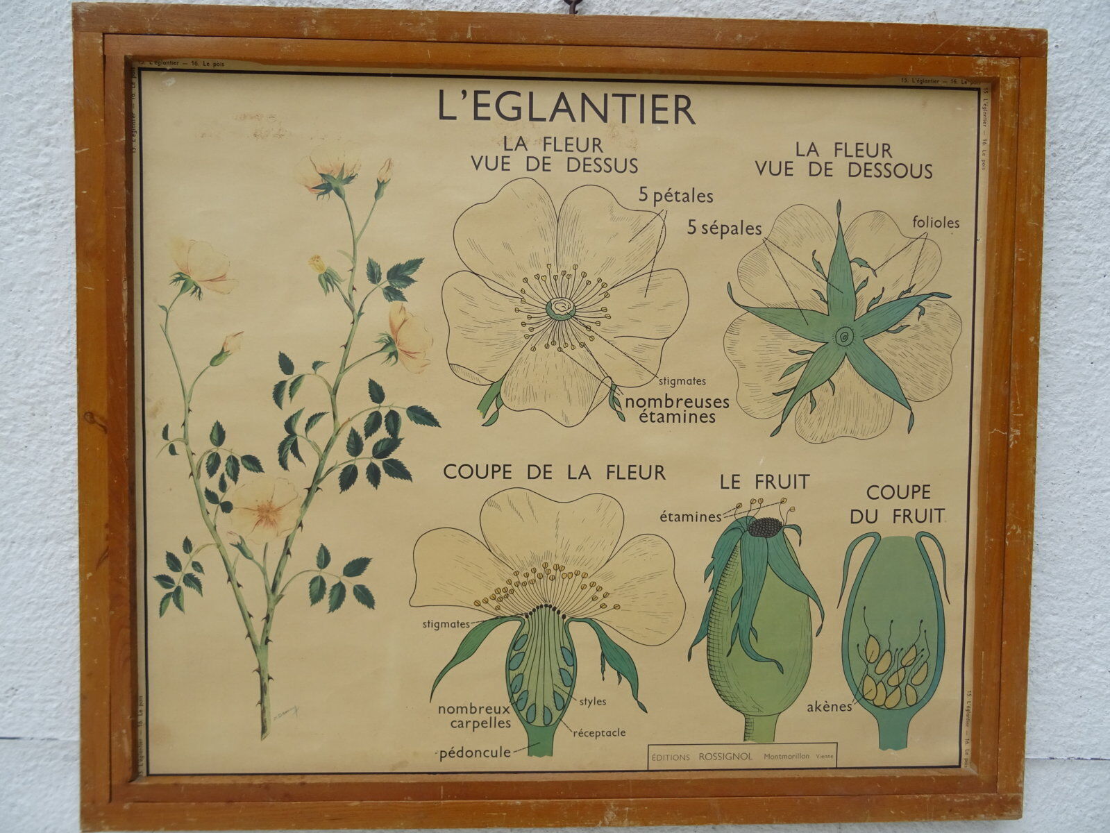 Set of 10 Rossignol posters on plants with frame