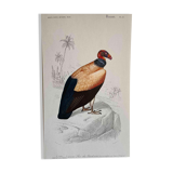 Ornithological board Vulture