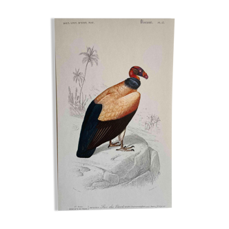 Planche ornithologique Vautour