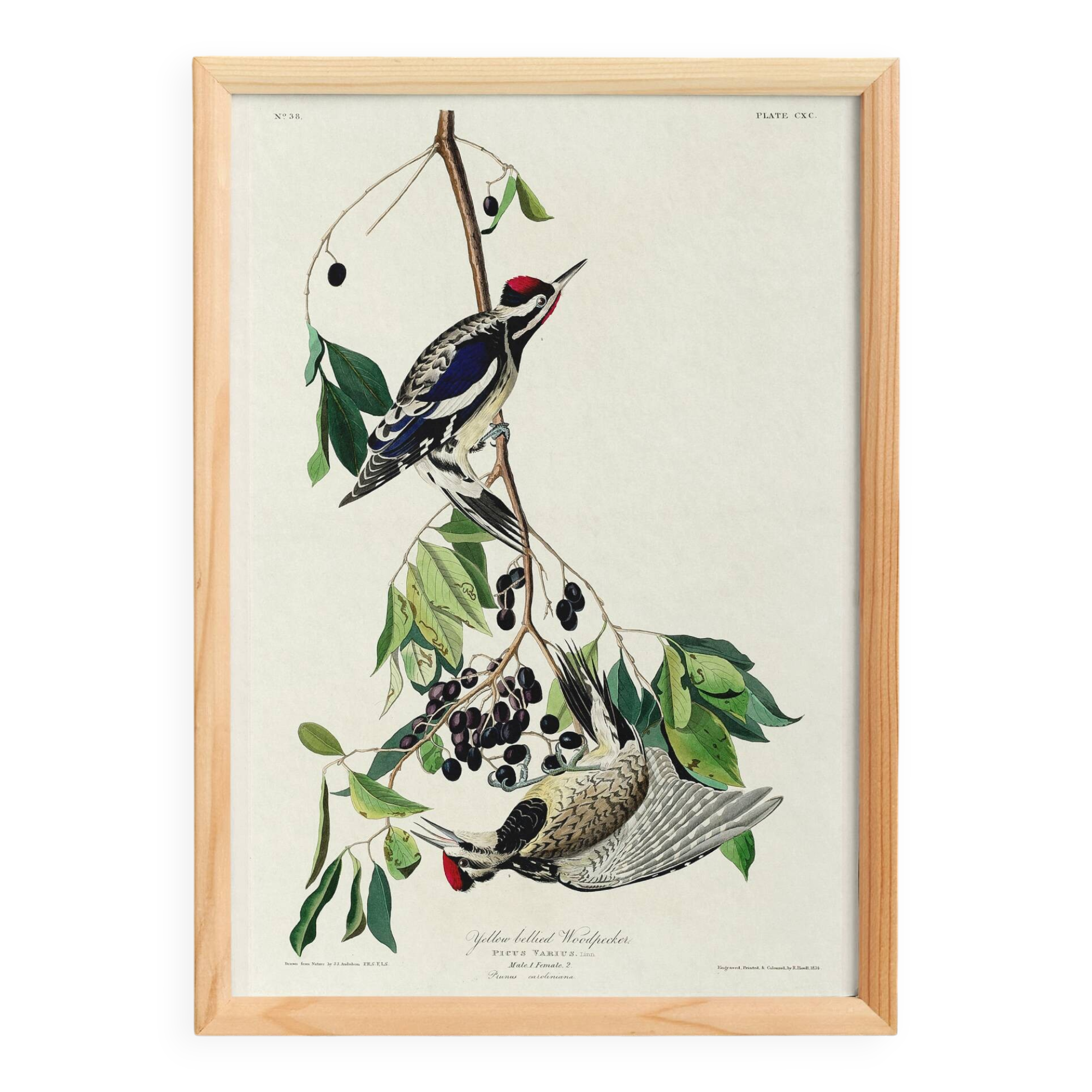 Poster about the Yellow-bellied Woodpecker, based on an old engraving from 1827.