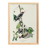 Poster about the Yellow-bellied Woodpecker, based on an old engraving from 1827.