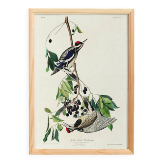 Poster about the Yellow-bellied Woodpecker, based on an old engraving from 1827.