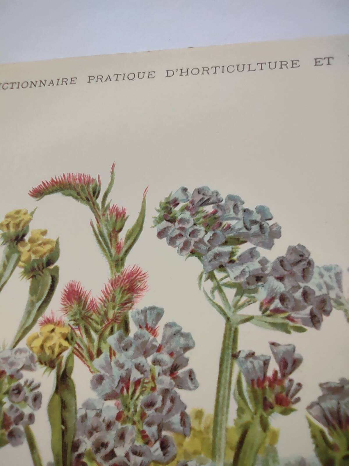 Old flower engraving 1899 - Statice - Vintage botanical print