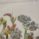 Old flower engraving 1899 - Statice - Vintage botanical print