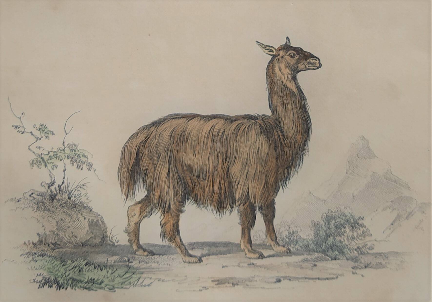 Ornithological Plate Buffon 1838 "Llama & Vicuña"