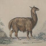 Ornithological Plate Buffon 1838 "Llama & Vicuña"