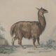 Ornithological Plate Buffon 1838 "Llama & Vicuña"