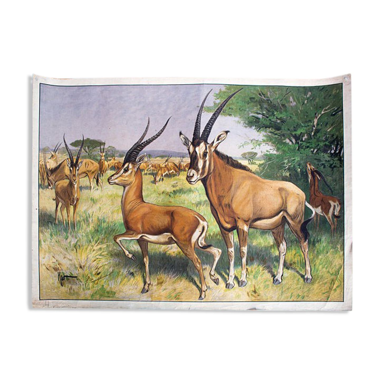Antilope, grille éducatif, 1891