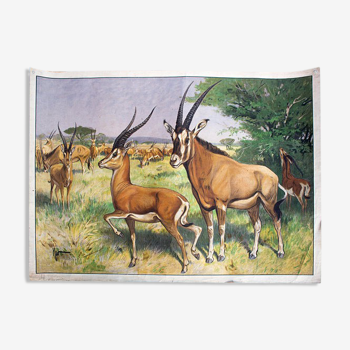 Antilope, educational grid, 1891