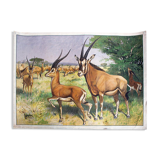 Antilope, educational grid, 1891