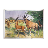 Antilope, grille éducatif, 1891